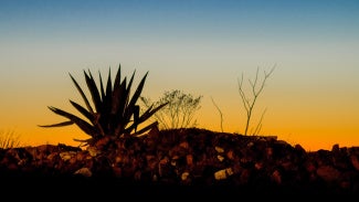 A desert at dusk