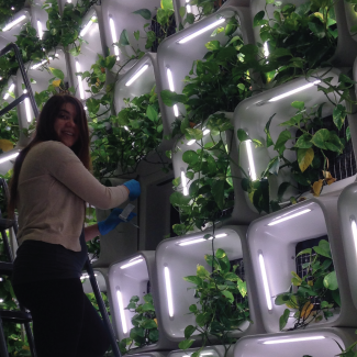 researcher on a ladder in a plant lab