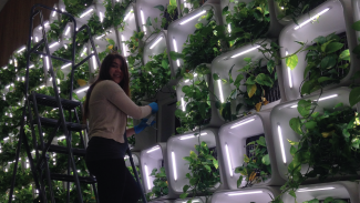researcher on a ladder in a plant lab