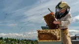 Bees living on Watershed’s rooftop are fed through pollinator plants in the bioswales.