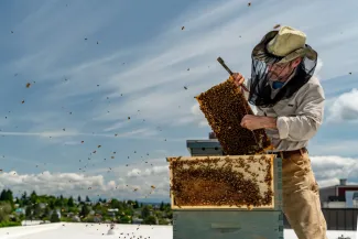 Bees living on Watershed’s rooftop are fed through pollinator plants in the bioswales.