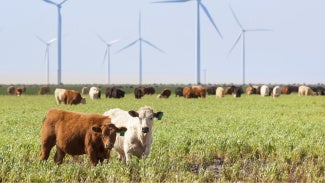 cows in the foreground of a wind farm