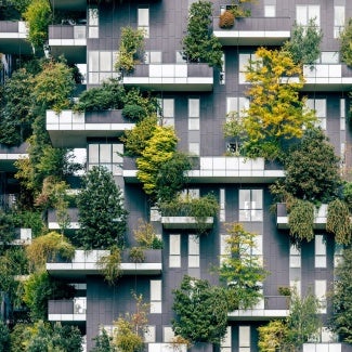 building covered with greenery