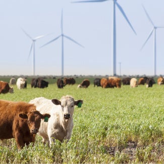 cows in the foreground of a wind farm